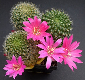 Heirloom Non-GMO Pink Rebutia Violaciflora Flower Seeds for Planting – Rare Cactus Blooming Seeds