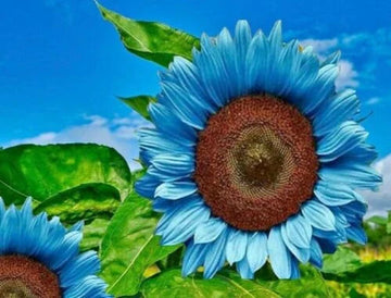 Heirloom Sky Blue Sunflower Seeds for Planting ƒ?? Non-GMO, Rare Flower Seeds for Home Garden