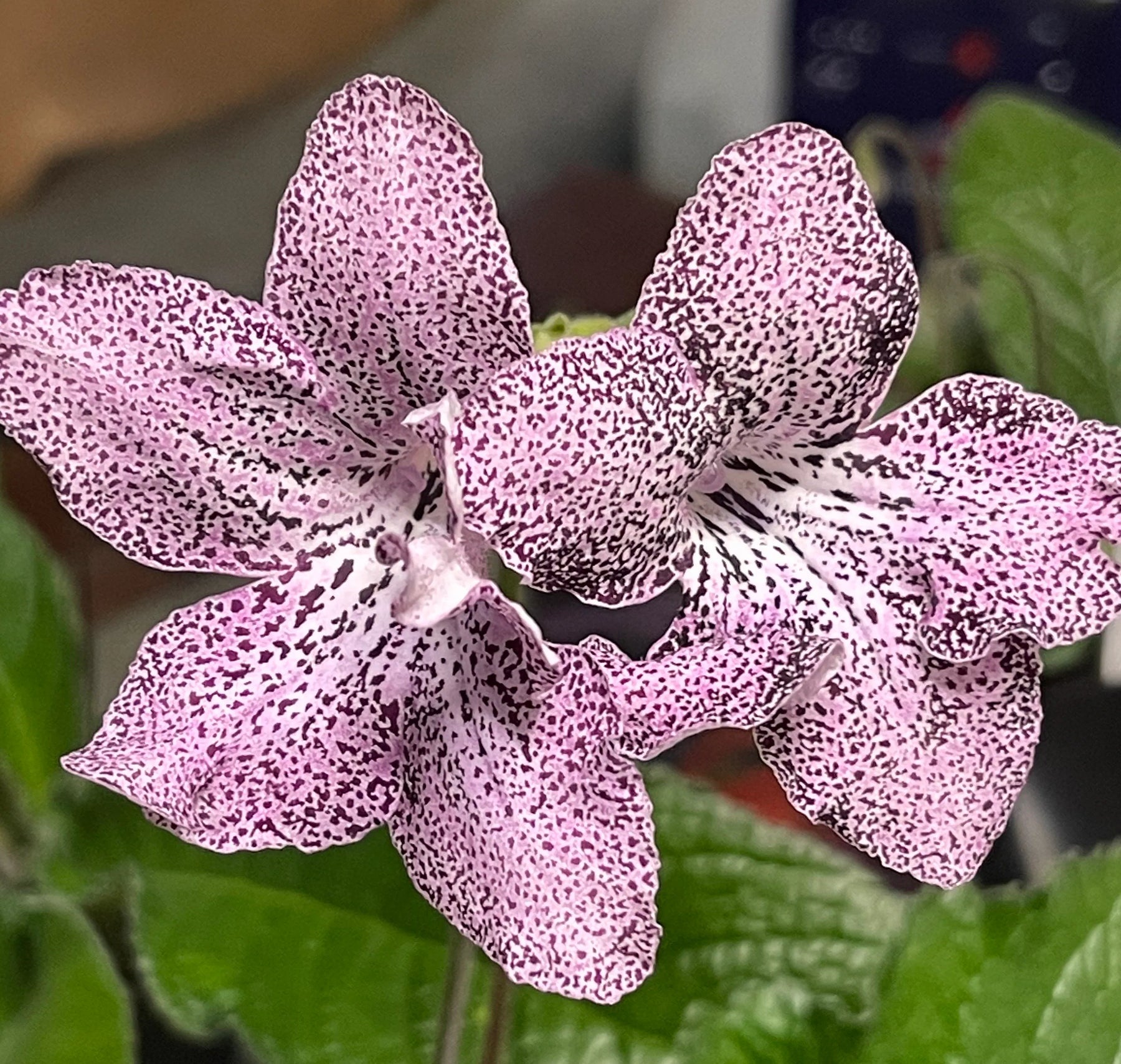 Streptocarpus Seeds for Planting - NON GMO Seeds seeds for planting in home garden