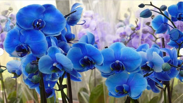 Butterfly Orchids Flower Seeds for Planting - 100 pcs