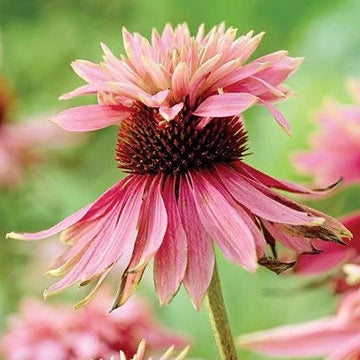 Heirloom Echinacea Double Decker Coneflower Seeds for Planting - Vibrant Blooms, Non-GMO Garden Seeds