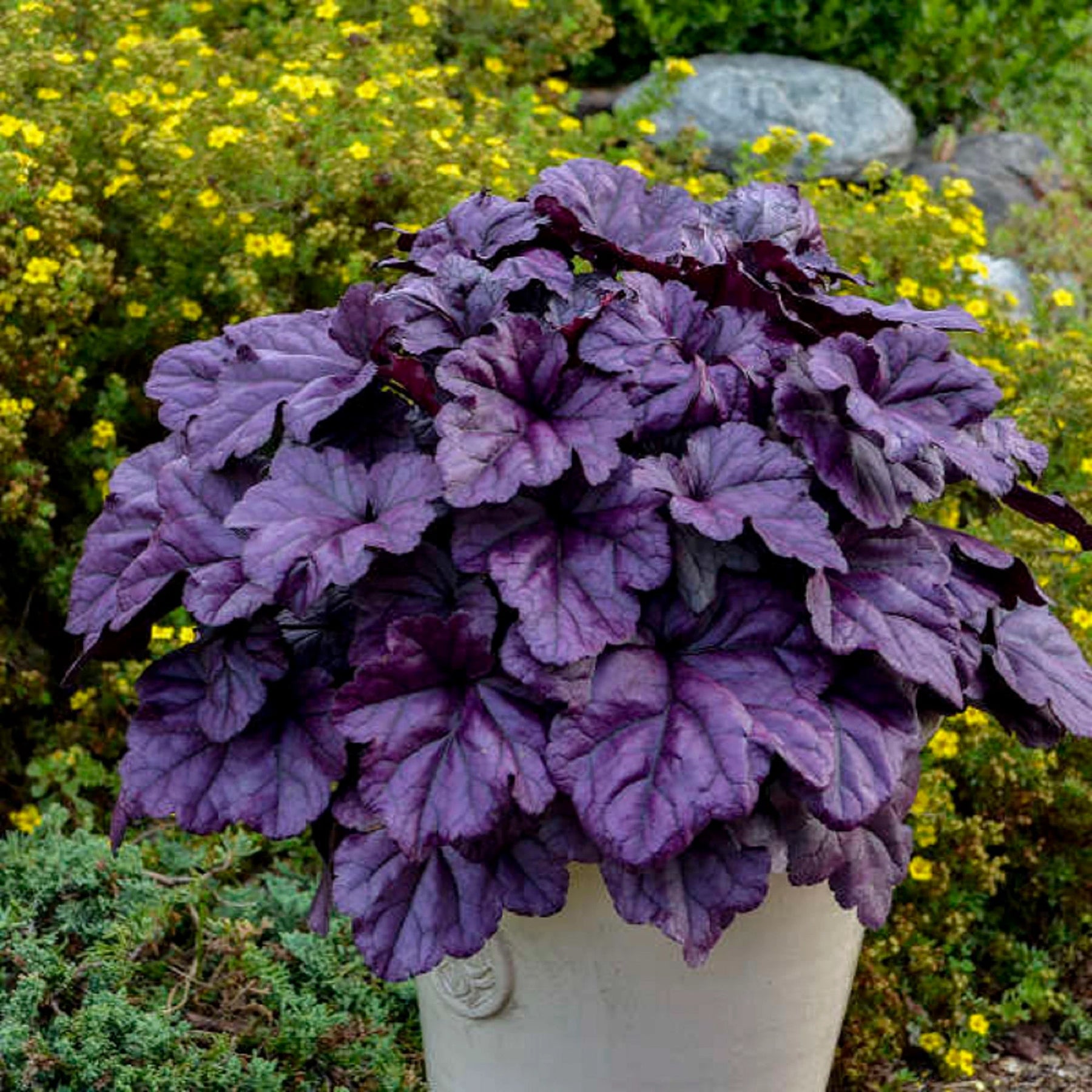 Purple Heuchera Plant Seeds for Planting - Heirloom, NON-GMO Seeds - Shade-Loving Perennial Garden Flower for planting in your garden.