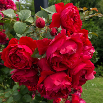 Red Pink Climbing Rose Plant Seeds for Planting Non-GMO Heirloom Garden Seeds for Home and Outdoor Growing