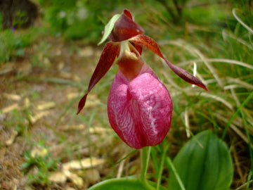 Pink Cypripedium Acaule Flower Seeds for Planting - NON GMO Seeds