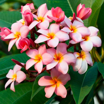 Organic Mixed Frangipani Flower Seeds for Planting – Heirloom, Non-GMO