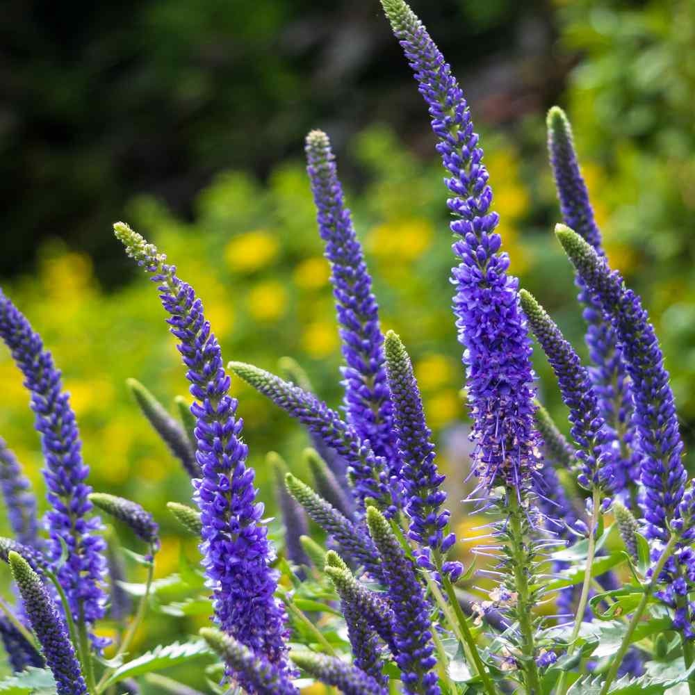 Veronica Plant Seeds for Planting - 100 pcs for planting in your garden.
