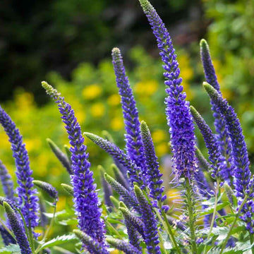 Veronica Plant Seeds for Planting - 100 pcs