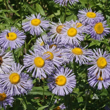 Heirloom Purple Yellow Erigeron Flower Seeds for Garden Planting – Bright Blooms