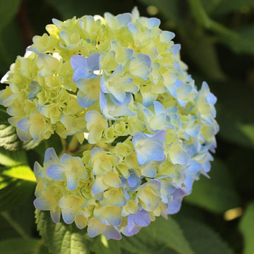 Organic Blue Yellow Hydrangea Flower Seeds for Planting – Heirloom, Non-GMO