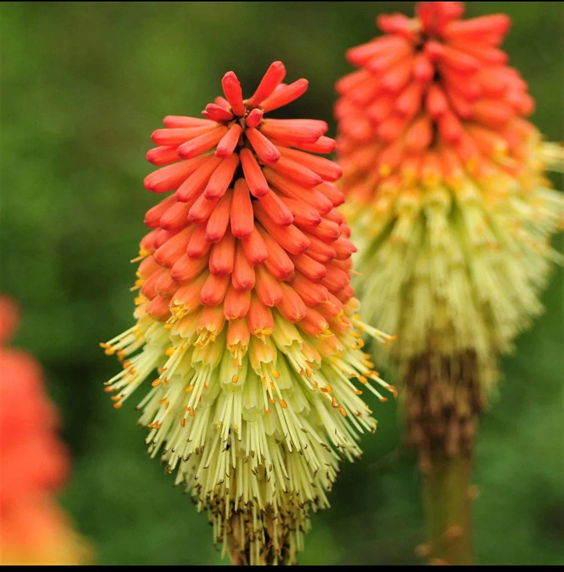 Heirloom Non-GMO Kniphofia Flower Seeds for Planting – Vibrant Torch-Lily Blooming Seeds - Non-GMO for planting in home garden