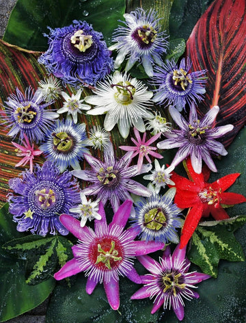 Heirloom Non-GMO Multi-Colored Passion Flower Seeds for Planting – Exotic Climbing Vine Bloom Seeds