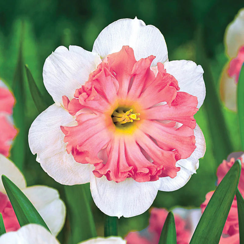Pink and White Daffodils Flower Seeds for Planting ƒ?? Heirloom, Non-GMO Quality