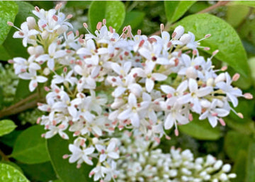 White Ligustrum Flower Seeds for Planting - NON GMO Seeds
