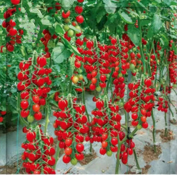 Climbing or Waterfall Tomato Seeds for Planting - 100 Pcs pcs
