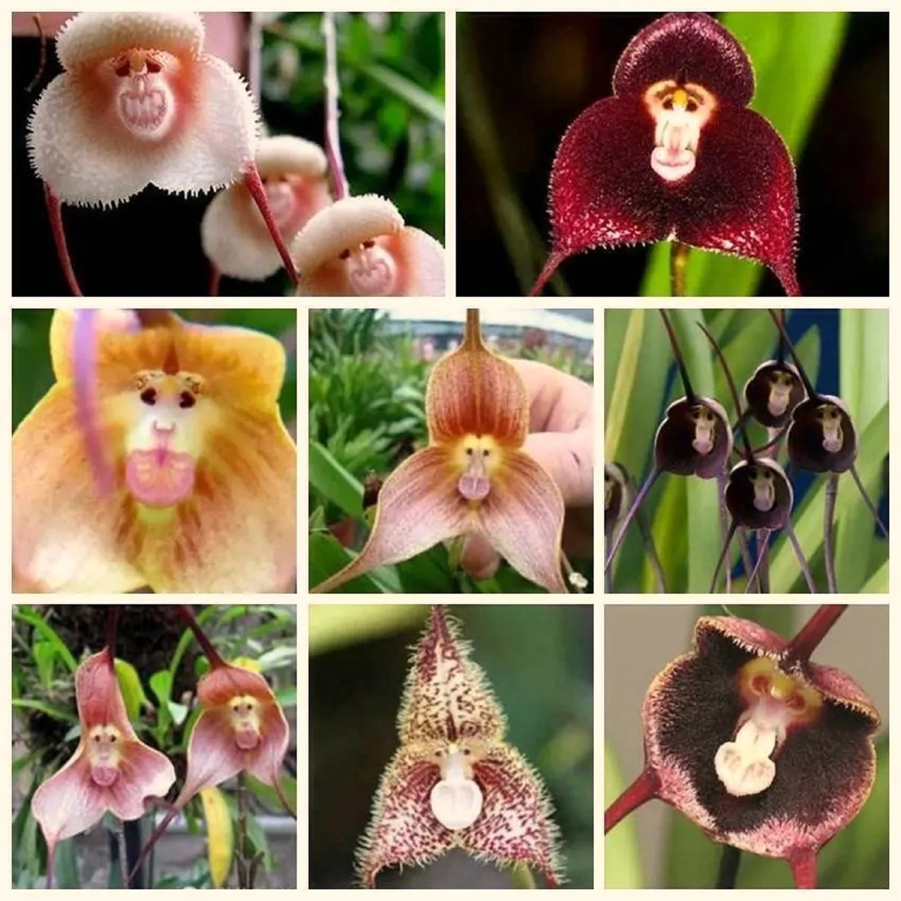 Mixed Monkey Face Orchid Flower Seeds for Planting - Ideal for Home Garden Seeds, Heirloom Seeds seeds for planting in home garden
