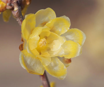 Yellow Chimonanthus Flower Seeds for Planting, NON GMO Seeds