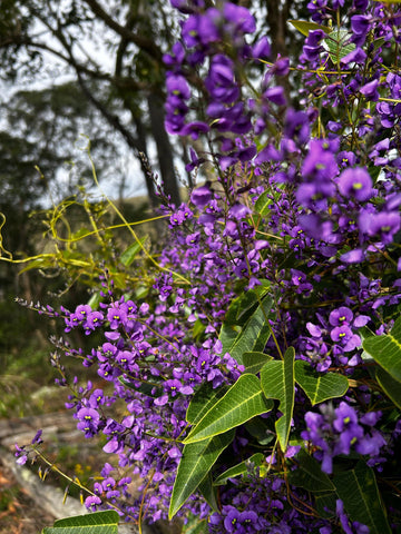 Heirloom Hardenbergia Flower Seeds – Non-GMO Seeds for Colorful Climbing Garden Planting