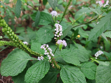 Green Betula Pendula Plant Seeds - Birch Tree Seeds-Heirloom & Non-GMO Seeds for planting – Fresh Herb for Your Garden