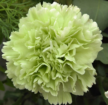 Heirloom Non-GMO Green Carnation Flower Seeds for Planting – Vibrant Ornamental Seeds