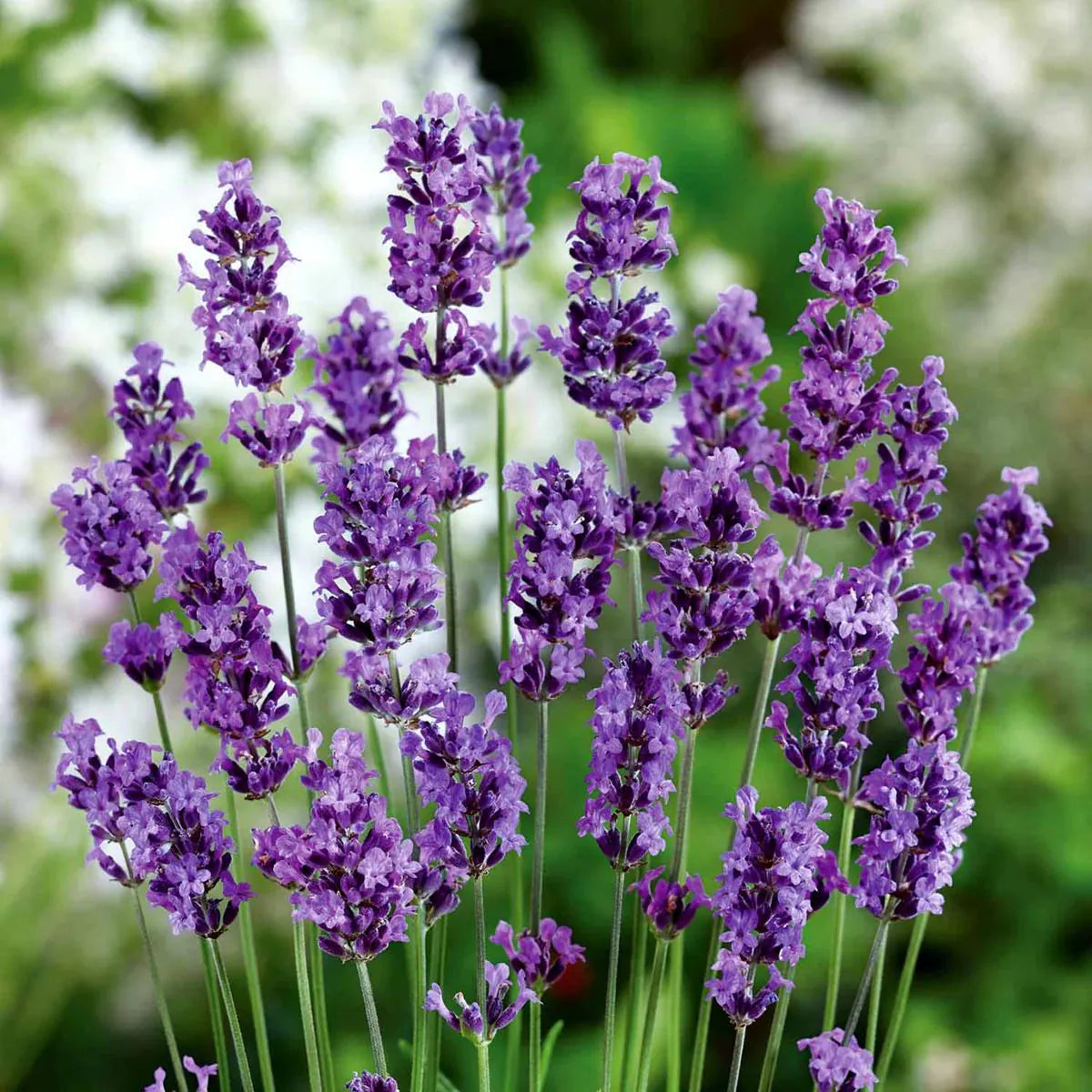 Heirloom Non-GMO Lavender Flower Seeds for Planting – Fragrant Blooming Garden Seeds - Non-GMO for planting in home garden
