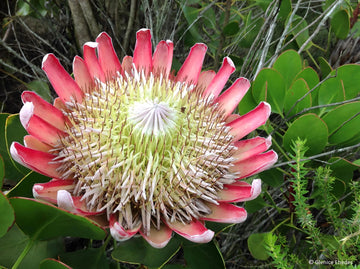 Organic Pink White Protea Flower Seeds for Planting – Heirloom, Non-GMO