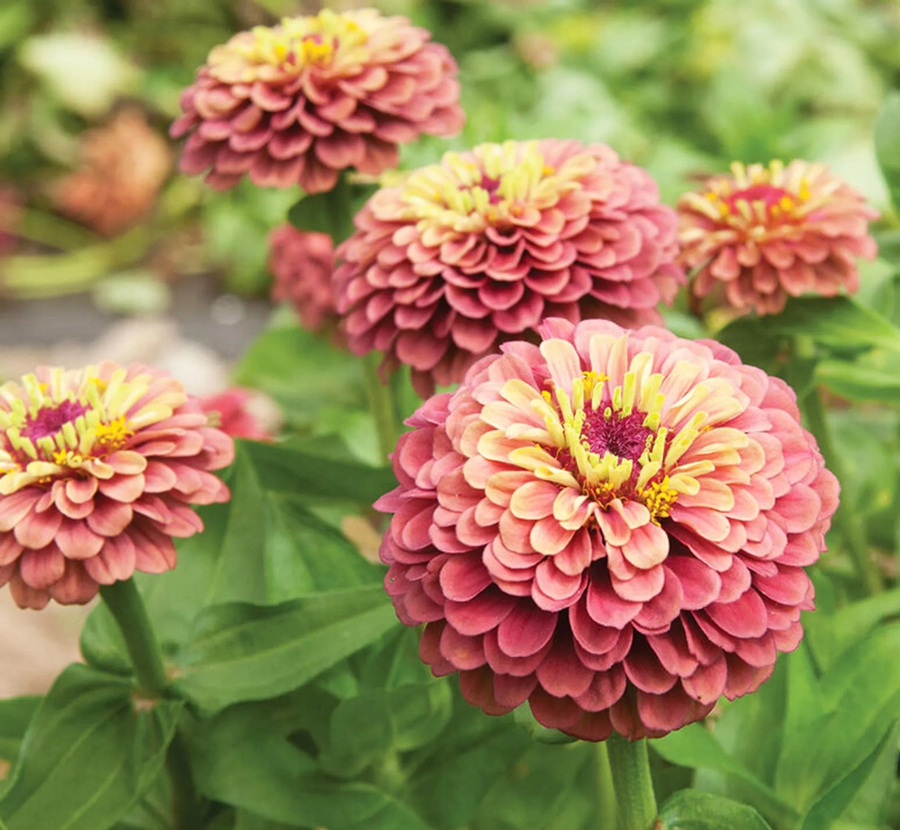 Queeny Lime Red Zinnia Flower Seeds for Planting – Vibrant, Non-GMO Garden Flowers - Lime for planting in home garden