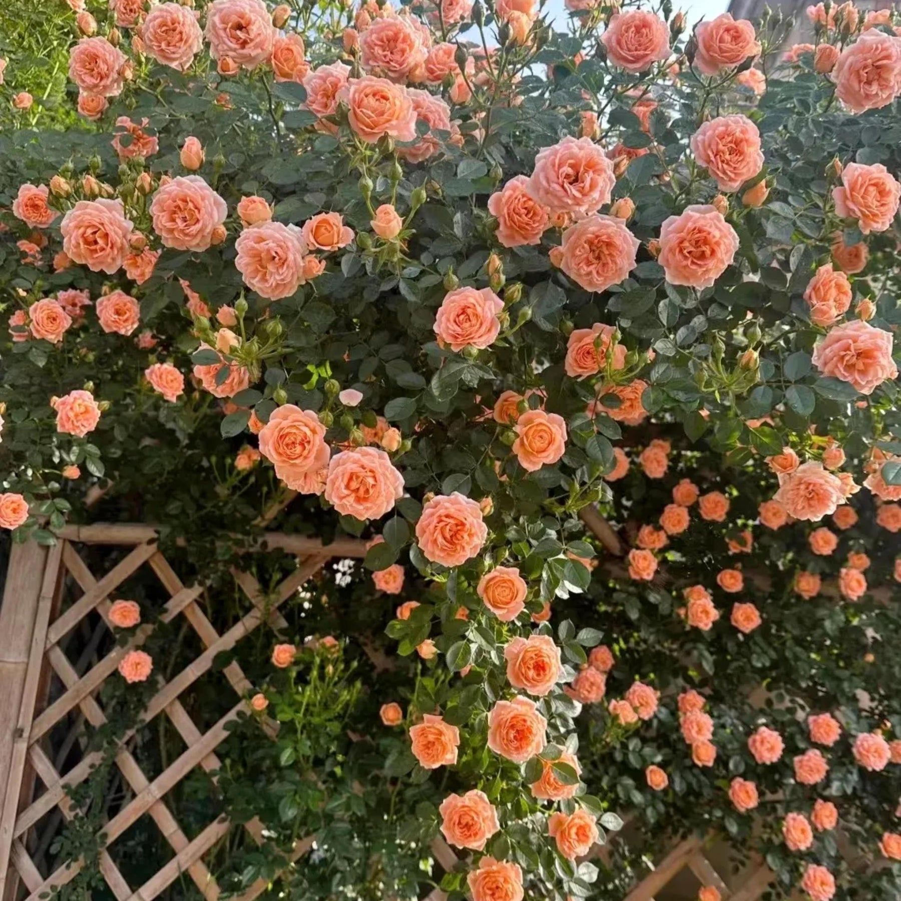 Light Orange Climbing Rose Seeds for Planting - Heirloom & Non-GMO Seeds for Home Garden, 100 pcs - Orange for planting in home garden