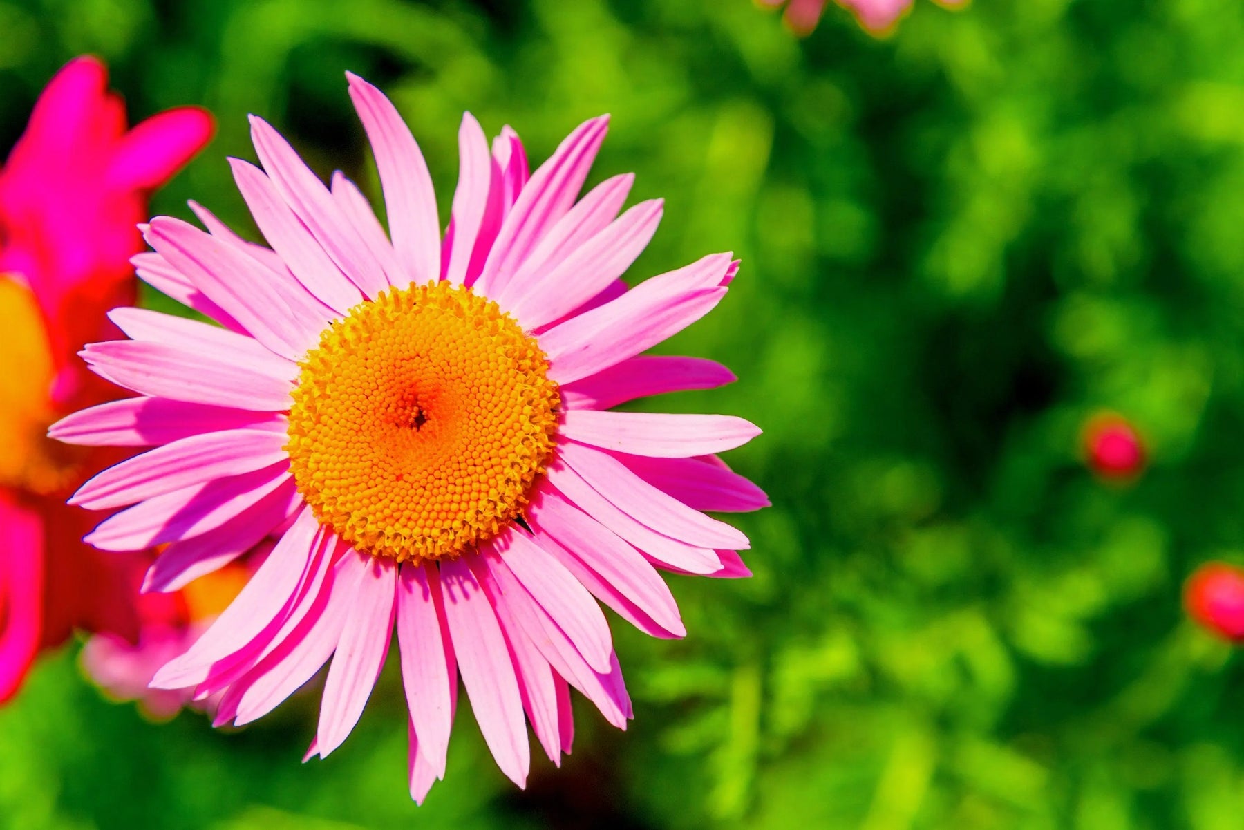 Pink Robinsons Flower Seeds for Planting - NON GMO Seeds for planting in home garden