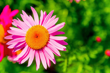 Pink Robinsons Flower Seeds for Planting - NON GMO Seeds