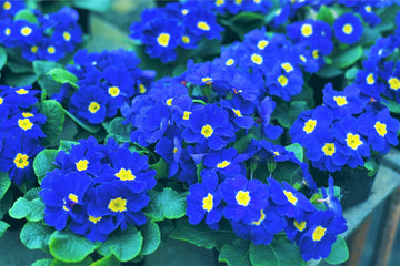 Heirloom Non-GMO Blue Yellow Primrose Flower Seeds for Garden Planting ƒ?? Early Blooming Beauties
