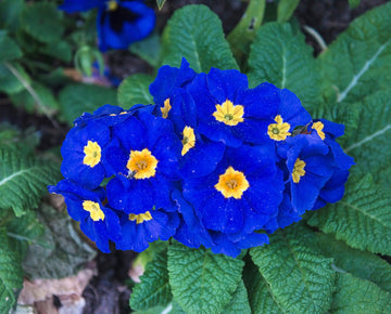 Heirloom Non-GMO Blue Yellow Primrose Flower Seeds for Garden Planting – Early Blooming Beauties