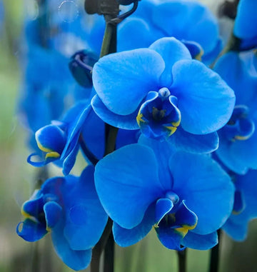 Organic Deep Blue Phalaenopsis Orchid Seeds for Planting – Heirloom, Non-GMO Seeds