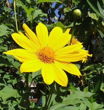 Yellow Torch Mexican Tithonia Sunflower Seeds for Planting – Bright Blooms for Pollinator Gardens