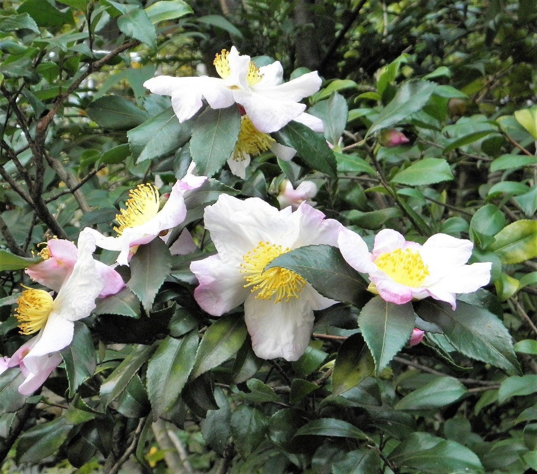 Camellia Sinensis Plant Seeds – Heirloom Non-GMO Green Tea Herb Seeds for Home Growing seeds for planting in home garden