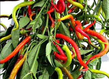 Corbaci Pepper Vegetable Seeds for Planting - 100 Pcs pcs