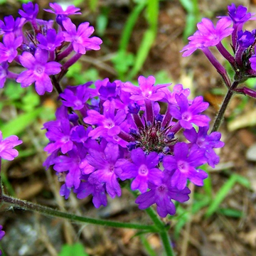 Organic Violet Moss Verbena Flower Seeds for Planting – Heirloom, Non-GMO Garden Seeds