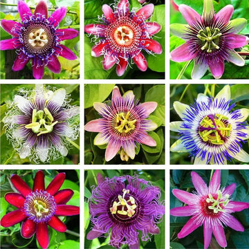 Heirloom Non-GMO Multi-Colored Passion Flower Seeds for Planting – Exotic Climbing Vine Bloom Seeds