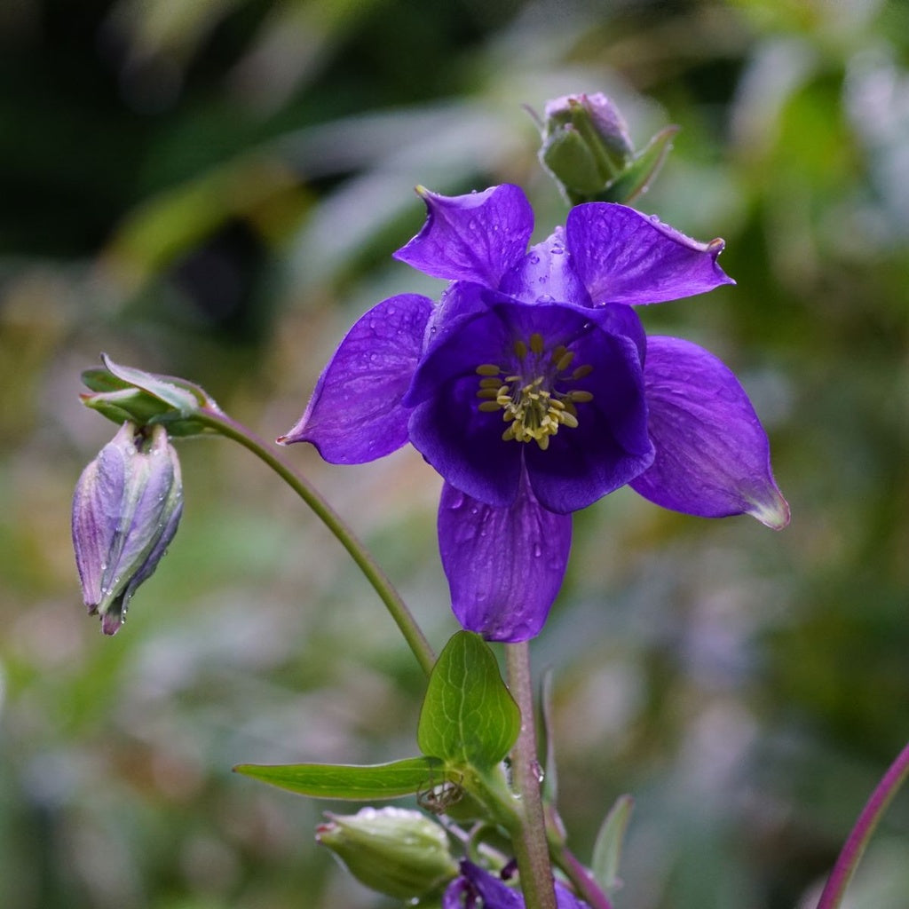 Blue Aquilegia Flower Seeds for Planting â€“ NON GMO Seeds for planting in home garden