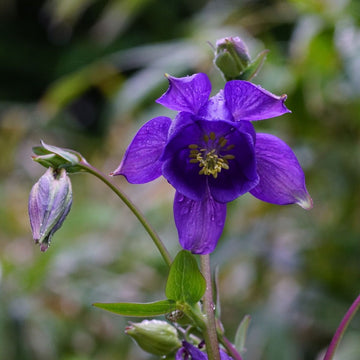 Blue Aquilegia Flower Seeds for Planting â€“ NON GMO Seeds
