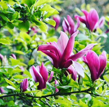 Heirloom Magnolia Liliiflora Flower Seeds for Planting, Non-GMO