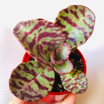 Organic Heirloom Non-GMO Purple Humilis Seeds for Planting – Fresh Vibrant Blooms