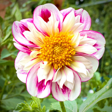 Dahlia 'Bumble Rumble' - Collarette Flower Seeds for Planting – Heirloom, Non-GMO Garden Bloom Seeds