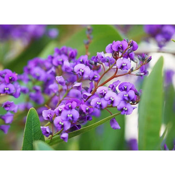 Heirloom Hardenbergia Flower Seeds – Non-GMO Seeds for Colorful Climbing Garden Planting