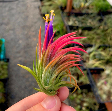 Heirloom Non-GMO Tillandsia Ionantha Plant Seeds – Air Plant Variety for Unique Garden Decor