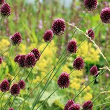Sphaerocephalon Flower Seeds for Planting - 100 pcs