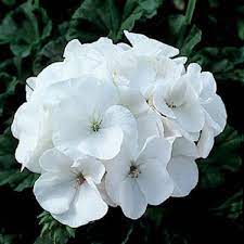 Heirloom Non-GMO White Geranium Flower Seeds for Planting â€“ Elegant Blooms for Home Garden