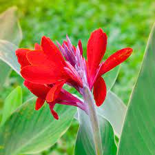 Red Canna Lily Flower Seeds for Planting - Heirloom and Non-GMO Garden Seeds