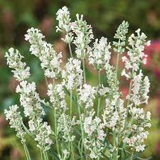 Heirloom Non-GMO White Lavender Seeds ƒ?? Elegant Blooms for Serene Gardens for planting in your garden.