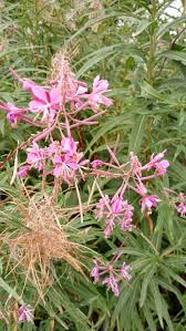 Willowherb Flower Seeds for Planting - 100 pcs