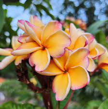 Peach Frangipani Flower Seeds for Planting - NON GMO Seeds